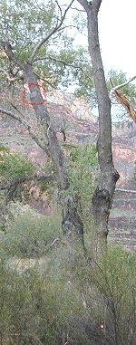 beesincanyon.jpg